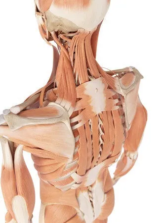 Self-paced Online Home Study 12 CE Myofascial & Neuromuscular Therapy